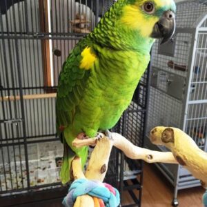 Blue Fronted Amazons Parrot For Sale