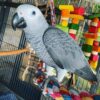 Congo African Grey Parrot for Sale - Image 4