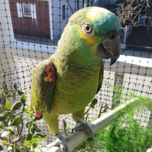 Blue Fronted Amazons Parrot For Sale