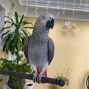 Congo African Grey Parrot for Sale