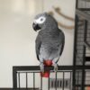 Congo African Grey Parrot for Sale - Image 2