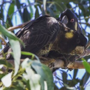 Yellow Tail Black Cockatoo Parrot For Sale