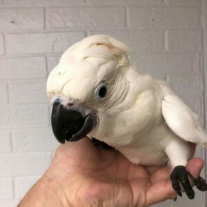 Baby Sulphur Crested Cockatoo Parrots For Sale