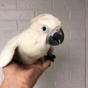 Baby Sulphur Crested Cockatoo Parrots For Sale