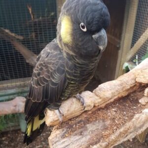 Yellow tail black cockatoo parrots For Sale