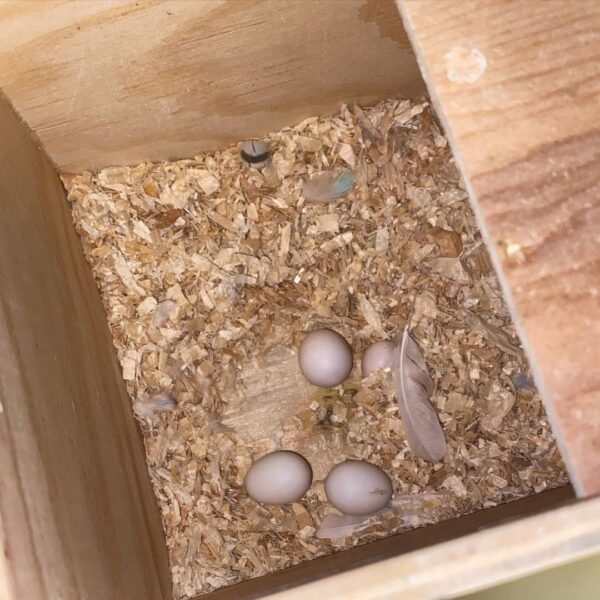 Glossy Black Cockatoo Parrot Eggs