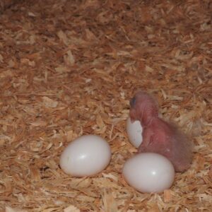 Hahns Macaw Parrot Eggs For Sale