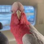 Rose Breasted Cockatoo Parrot For Sale