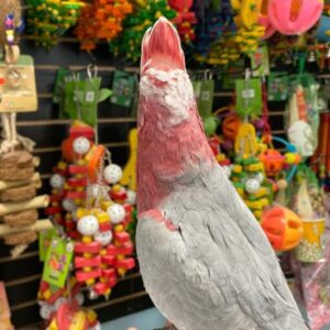 Rose Breasted Cockatoo Parrot For Sale