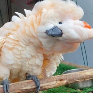 Moluccan Cockatoo Parrots For Sale