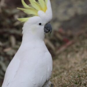 Sulphur Crested Cockatoo Parrot For Sale