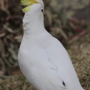 Sulphur Crested Cockatoo Parrot For Sale