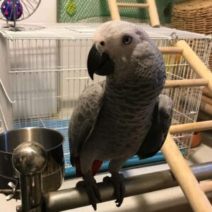 Congo African Grey Parrot For Sale