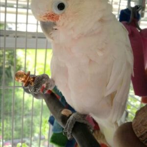 Goffin’s Cockatoo Parrots For Sale