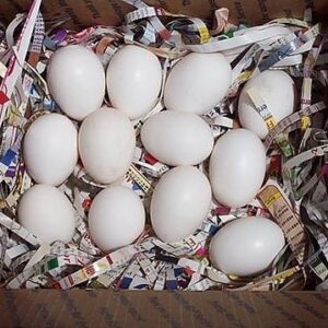 Umbrella Cockatoo Parrot Eggs for sale