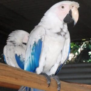 White Scarlet Macaw Parrots For Sale