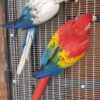 White Scarlet Macaw Parrots For Sale - Image 3