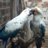 White Scarlet Macaw Parrots For Sale - Image 2