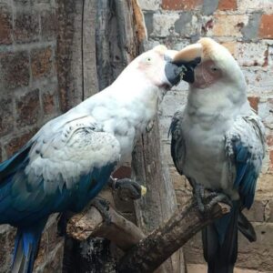 White Scarlet Macaw Parrots For Sale