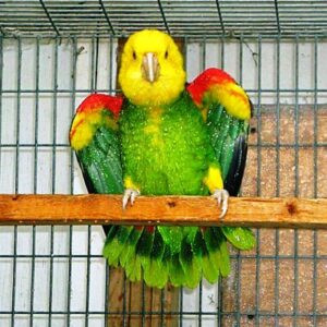 Double Yellow Head Amazon Parrot