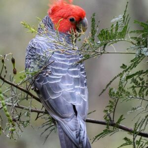 Gang Gang Cockatoo Parrots For Sale