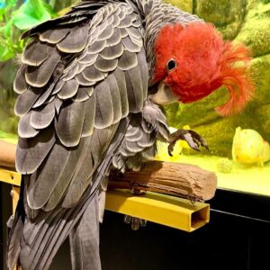 Gang Gang Cockatoo Parrots For Sale