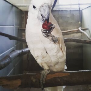 Umbrella Cockatoo Parrot For Sale