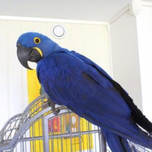 Hyacinth Macaw Parrot For Sale