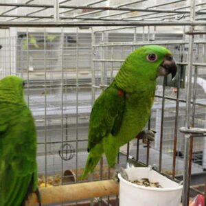 Yellow Crowned Amazon Parrot For Sale