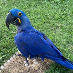 Hyacinth Macaw Parrot For Sale