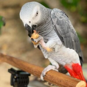 Timneh African Grey Parrot for Sale