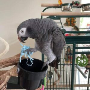 Timneh African Grey Parrot for Sale