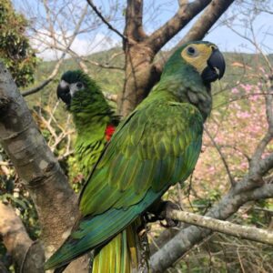 Baby Red Bellied Macaw Parrots For Sale