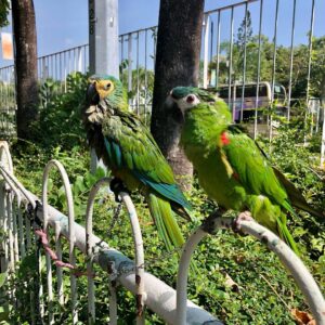 Baby Red Bellied Macaw Parrots For Sale