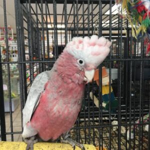 Baby Rose Breasted/Galah Cockatoo Parrot For Sale