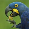 Hyacinth Macaw Parrot For Sale - Image 2