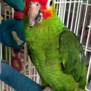 Red Lored Amazon Parrot For Sale