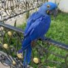 Hyacinth Macaw Parrot For Sale - Image 3