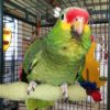 Red Lored Amazon Parrot For Sale