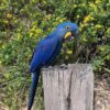 Hyacinth Macaw Parrot For Sale - Image 4