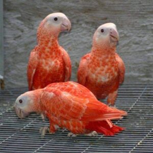Red Factor African Grey Parrots For Sale