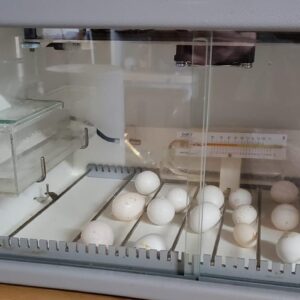 Camalot Macaw Parrot Eggs For Sale