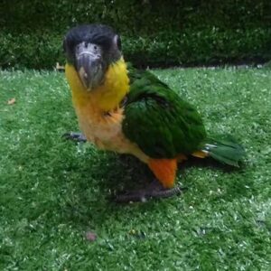 Black Headed Caique Parrots For Sale