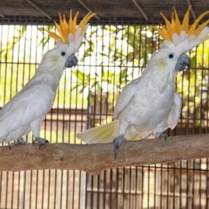 Citron crested Cockatoo Parrots For Sale