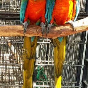 Harlequin Macaw Parrots For Sale