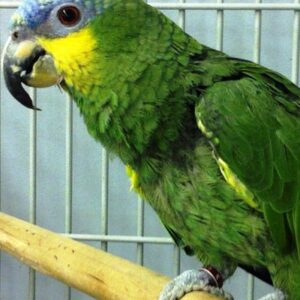 Orange Winged Amazon Parrot For Sale