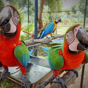 Harlequin Macaw Parrots For Sale