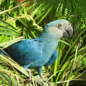 Spix’s Macaw Parrots For Sale