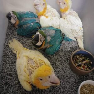 Baby Mutation Buffon Macaw Parrots For Sale
