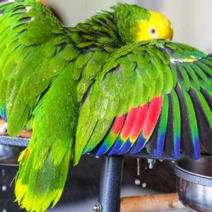 Double Yellow Head Amazon Parrot For Sale